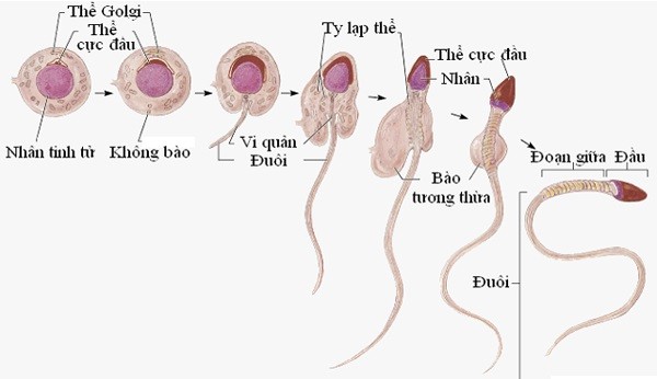 Giải đáp: quá trình sản xuất tinh trùng cùng số lượng mỗi lần xuất ra bao nhiêu
