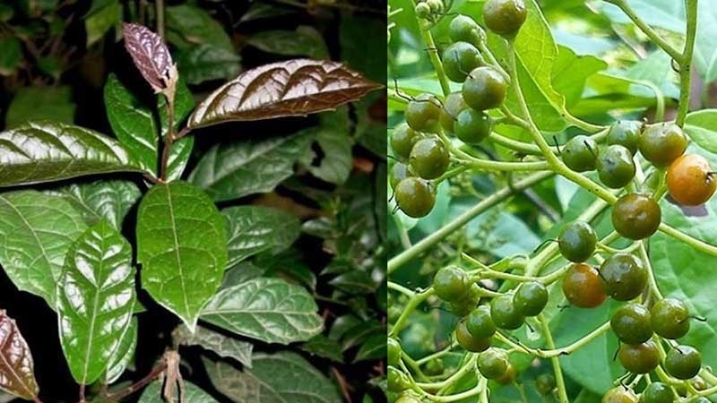 Cây xạ đen chữa bệnh tiểu đường được không?