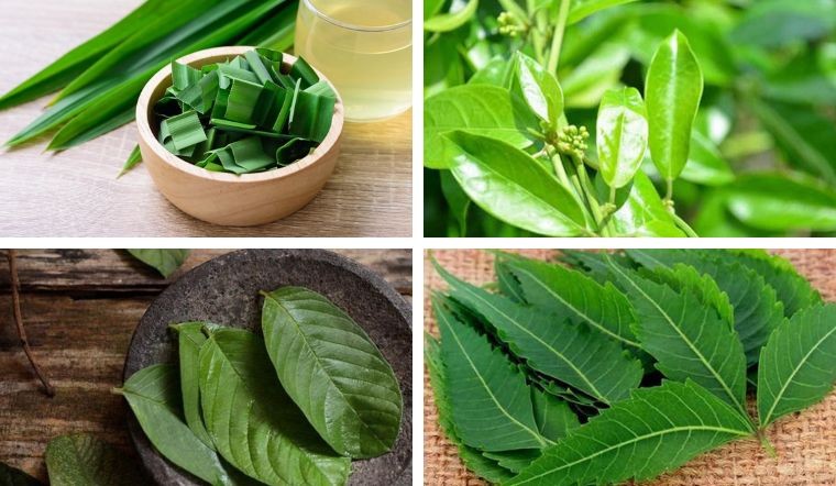Uống lá gì chữa bệnh tiểu đường hiệu quả dễ tìm?