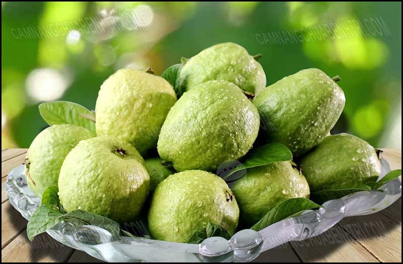 Hỏi đáp: Bị tiểu đường thai kỳ ăn ổi được không?