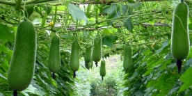 Hỏi: Tiểu đường có ăn được bí xanh không, ăn như thế nào?
