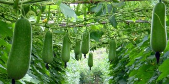 Hỏi: Tiểu đường có ăn được bí xanh không, ăn như thế nào?
