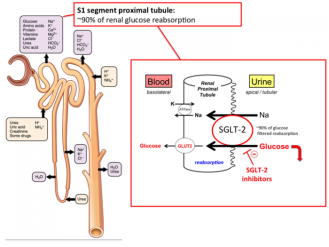 Những điều cần biết về nhóm thuốc tiểu đường SLGT2
