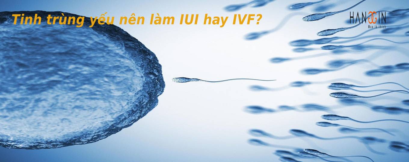 [Làm rõ ] Iui hay ivf phù hợp với nam giới có tinh trùng yếu hơn