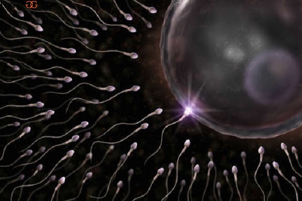 Tinh trùng khỏe mạnh tăng khả năng tiếp cận với trứng